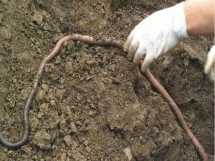 Australia bass river valley famous for big and snakelike earthworms | ऑस्ट्रेलियातील हे रहस्यमय ठिकाण प्रसिद्ध आहे या विचित्र जीवांसाठी, सापांपेक्षाही आहेत भयंकर!