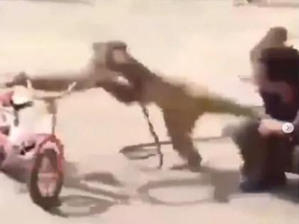 monkey snatched food from man then attacked him by legs, video goes viral | एका चापटीच्या बदल्यात दोन लाथा, माकडाशी पंगा घेणं याला पडलं चांगलच महागात!