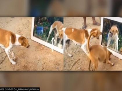 dog gives funny reaction after seeing himself in mirror, video goes viral | हा टॉमी स्वत:लाच किती वेळ बघतोय आरशात, मग असे काही केले की तुम्ही पोट धरुन हसाल