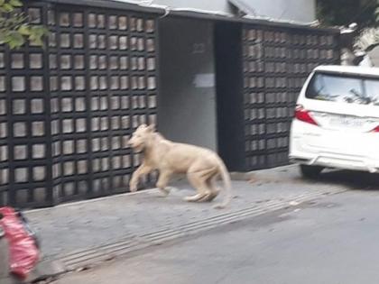 pet lion roaming on streets of Cambodia, people angry video goes viral | अरे बापरे! जंगलात असल्यासारखा सिंह फिरतोय रस्त्यावर, व्हिडिओ बघुन नेटकऱ्यांच्या तोंडचं पाणी पळालं