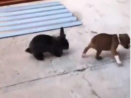 cute puppy imitating rabbit video goes viral | ही कुत्र्याच्या पिल्लाची अन् सश्याची मस्ती पाहुन तुम्हाला आठवेल बालपण, बघा कसे नकला करतायत