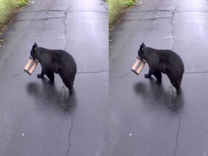 the bear steal parcel of the woman ordered online, video goes viral | ऑर्डर केलेलं पार्सल कुणीतरी दारातच चोरी केलं, सीसीटीव्ही फुटेज बघुन महिलेला बसला धक्का!