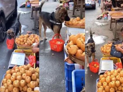 dog buying vegetable and fruits from market video from woof woof Facebook channel goes viral on social media | या कुत्र्याची चालाखी जगात भारी! गेला मार्केटमध्ये शॉपिंगला, फळं घेतली निवडून अन् पैसे देताना मात्र...