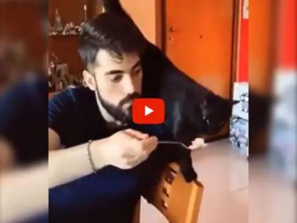 boy try to prank with cat, instant karma reaction from cat, video goes viral | मांजरीला फसवायला गेला, तिनं असा धडा शिकवला की लोक म्हणाली...भोग आपल्या कर्माची फळं