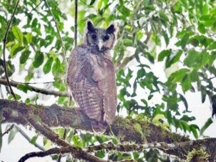 OMG! Giant owl photographed after 150 years pics goes viral | जबरदस्त! तब्बल १५० वर्षांनी दिसलं सर्वात मोठं दुर्मीळ घुबड, साइज बघून हैराण झाले लोक