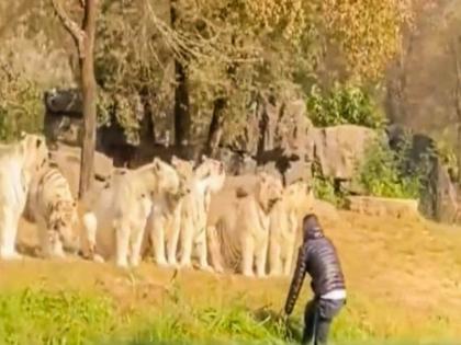 Man jumped in front of 11 tigers video viral from beijing zoo | खतरनाक! अचानक ११ वाघांसमोर घेतली माथेफिरू व्यक्तीने उडी, VIDEO बघा पुढे काय झालं...