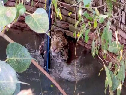 leopard fall in well in Maharashtra leopard rescue video goes viral | खोल विहिरीत पडला बिबट्या, त्याला वाचवतानाचा थरार कैैमेऱ्यात कैद, पाहुन अंगावर येईल काटा