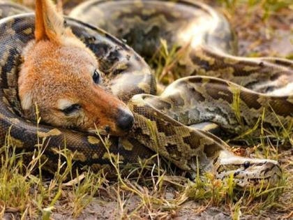 Social Viral : Python strangles jackal pic will shock you | अजगराने कोल्ह्याची केली शिकार, पण लोकांचं लक्ष वेधलं फुलपाखराने; का ते बघाच....