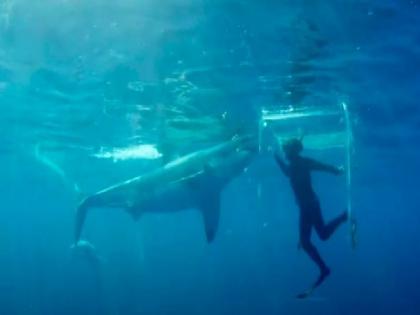 Half a dozen giant sharks attack diver dickie and he saved his life miraculously | १६ फूट लांब अर्धा डझन शार्कने एका व्यक्तीवर केला हल्ला, मग जे झालं ते हैराण करणार होतं