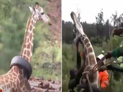 Viral video tyre stuck in giraffe long neck for a year this trick to get rid of | VIDEO : जिराफच्या लांब मानेत एक वर्षापासून अडकला होता टायर, बघा कसा काढला...