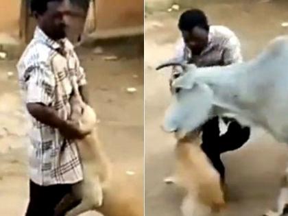 Man harassed street dog cow took revenge on spot watch twitter viral video | VIDEO : कर्म! कुत्र्याला मारत होता हा माणूस, गायीने त्याला उचलून आपटलं...