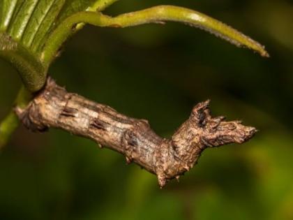 Social Viral : Can you spot the caterpillar in this pic | 'या' फोटोत लपला आहे एक कीटक, बघा तुम्हाला तरी दिसतो का!