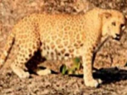 First time rare pink leopard has been spotted in Rajasthan | अद्भुत! पहिल्यांदाच दिसला गुलाबी बिबट्या, एका फोटोसाठी फोटोग्राफरने केली इतकी मेहनत