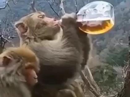 Monkey Viral Video: Monkey drink liquor funny video | Video : गटागट दारू ढोसल्यावर माकडाने केली जबरदस्त अ‍ॅक्टिंग, व्हिडीओ व्हायरल