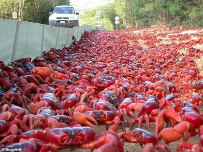 OMG! Cannibalistic crabs cover bridges as they make their way to ocean in Australia christmas island | खेकड्यांची जत्रा! 'या' बेटावर जमा झाले ५ कोटी नरभक्षी लाल खेकडे, कारण वाचून व्हाल अवाक्