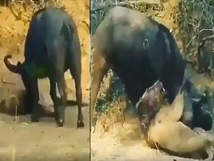 Viral Video : The lion had come to hunt but the buffalo get him bled to death watch video | VIDEO : शिकार करण्यासाठी आला होता सिंह, पण म्हशीने शिंगांनी मारून मारून केलं रक्तबंबाळ