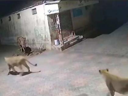 Lions attacks on ox video from Gujarat goes viral on social media | VIDEO : २ सिंहांनी केला होता हल्ला, पण बैलाने हुशारीने त्यांना पळून जाण्यास भाग पाडलं