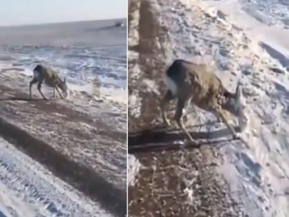 Deer was moving in minus 56 degree as soon as stop he frozen watch video | VIDEO : खतरनाक! -५६ डिग्रीत फिरत होतं हरिण, बर्फाने गोठलं; कॅमेरात कैद झाला सगळा प्रकार