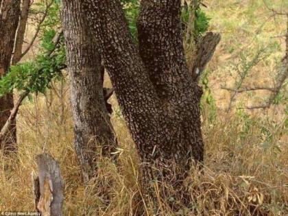 Can you spot hidden leopard in photo, so many people are failed | आबरा का डाबरा! 'या' फोटोत लपून बसला आहे एक खतरनाक बिबट्या, ९९ टक्के लोकांच्या नजरेतून वाचला