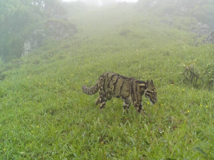 Clouded leopard spotted in Nagaland at 3700 meter height | अद्भूत! नागालॅंडच्या डोंगरांमध्ये ३७०० मीटर उंचीवर दिसला दुर्मीळ 'क्लाउडेड बिबट्या'