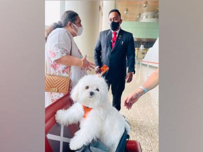 Owner booked Air India business class cabin for his pet dog | पाळीव कुत्र्यासाठी मालकाने बुक केली Air India ची बिझनेस क्लासमध्ये कॅबिन, किती झाला खर्च?