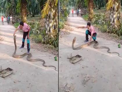 Man catching king cobra with bare hand see what happened in the video | VIDEO : कोणत्याही शस्त्राविना खतरनाक किंग कोब्रा पकडताना दिसला तरूण, बघा पुढे काय झालं!