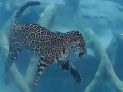 Leopard Viral Video: You have never seen such hunt leopard attacks in deep water | VIDEO : बिबट्याचे शिकार करतानाचे खूप व्हिडीओ पाहिले असतील, पण असा नक्कीच पाहिला नसेल!