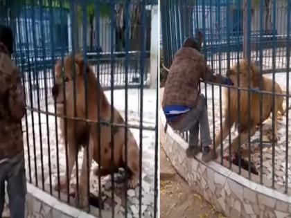 Man put his hand in the lions cage, see what happened next video | VIDEO : पठ्ठ्याने काही विचार न करता सिंहाच्या पिंजऱ्यात टाकला हात, मग जे झालं ते पाहून बसणार नाही विश्वास!