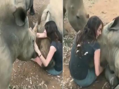 Girl playing with three dangerous rhinos then kissed one, watch video | तीन खतरनाक गेंड्यासोबत मस्ती करताना दिसली तरूणी, असा व्हिडीओ पहिल्यांदाच पाहून अवाक् झाले लोक