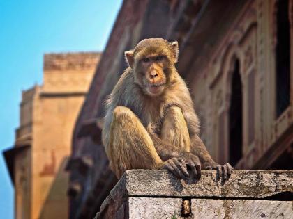 Family members are looking from door to door to get an fir against the monkey | काय सांगता! माकडाविरोधात दाखल करायची आहे एफआयआर, मृत व्यक्तीचे कुटुंबिय चिंतेत