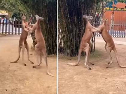 Video of fight between two kangaroos goes viral on social media | VIDEO : दोन कांगारूंमध्ये झाली जबरदस्त फाइट, व्हिडीओ पाहून उडेल तुमचा थरकाप!