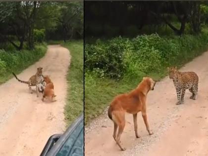 Street Dog and leopard fight video goes viral on social media | VIDEO : खतरनाक बिबट्याने रस्त्यावर झोपलेल्या कुत्र्यावर केला अचानक हल्ला आणि मग....