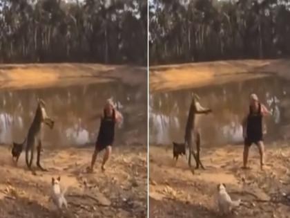 Man had to be kicked and punched by the kangaroo watch video | कुत्र्यांना वाचवण्याच्या नादात व्यक्तीला कांगारूकडून खाव्या लागल्या लाथा-बुक्क्या, बघा थरारक व्हिडीओ