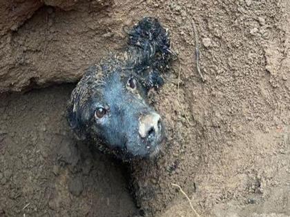 UK Dog rescued after 60 hours stuck underground photos viral | 3 दिवस जमिनीखालून येत होता आवाज, ६० तासांनंतर वाचवण्यात आला कुत्र्याचा जीव