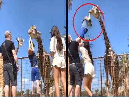 Viral Video : Child was feeding the giraffe see what happened then | Video: जिराफला काहीतरी खायला देत होता मुलगा, मग झालं असं काही की आई-वडील गेले 'कोमात'