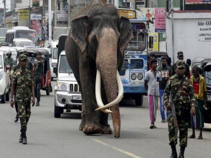 State funeral performed after the death of the sacred elephant in Sri Lanka | 'पवित्र' हत्तीच्या मृत्यूमुळे श्रीलंकेतील लोकांवर शोककळा, म्हैसूरच्या राजाने दिला होता गिफ्ट