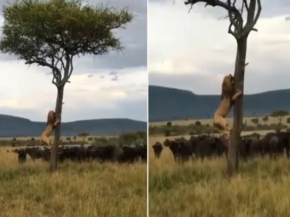 Buffalo and lion video goes viral on social media watch video | VIDEO : म्हशींच्या कळपाने जंगलाचा राजा सिंहाची हालत केली खराब, वाचण्यासाठी झाडावर जाऊन बसला आणि...