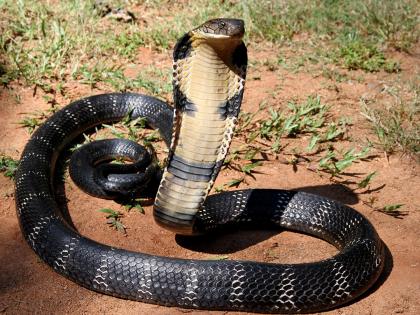 Interesting Facts About King Cobra : King cobra is actually a royal lineage of 4 species | King Cobra: किंग कोब्राबाबत आश्चर्यकारक खुलासा, वैज्ञानिकही झाले हैराण