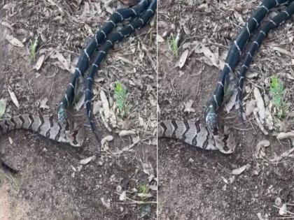 Viral video shows snake eating bigger snake internet says king got him | King Snake ने एका झटक्यात आपल्यापेक्षा मोठ्या सापाला गिळलं, व्हिडीओ बघून अंगावर येईल काटा...