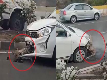 Viral video of leopard gets hit by car on highway watch trending video | VIDEO : धडक लागल्यानंतर कारच्या बोनटमध्ये अडकला बिबट्या, लोकांना वाटलं जीव गेला पण...