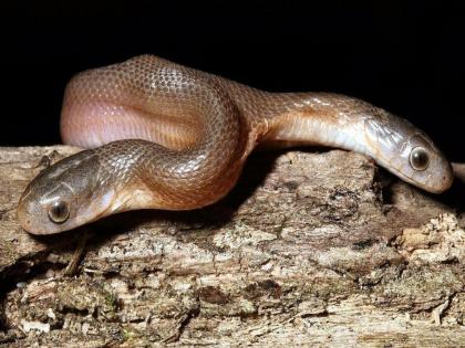 Rare two headed snake found in south africa photo goes viral | इथे आढळून आला दोन तोंडाचा दुर्मीळ साप, फोटो सोशल मीडियावर व्हायरल