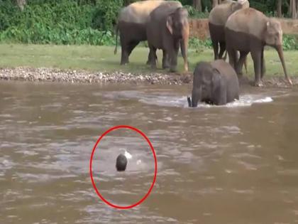 Elephant baby saves man life from drowning in the river shocking viral video | VIDEO : नदीत बुडत असलेल्या व्यक्तीला वाचवण्यासाठी धावत आला हत्ती आणि मग....