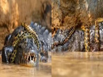 Watch anaconda and alligator survival fight captured on camera | खतरनाक अ‍ॅनाकोंडा आणि मगरीच्या फाइटचा व्हिडीओ व्हायरल, पाहूनच उडेल थरकाप