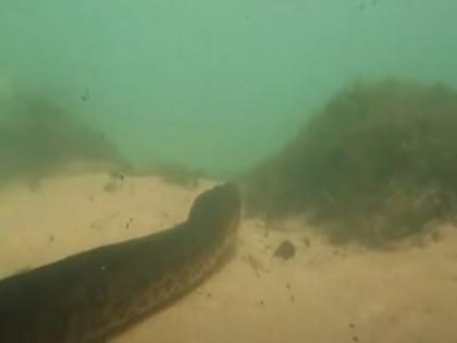 Anaconda video 2 Friends went to sea for scuba diving found giant anaconda | VIDEO : स्कूबा डायविंग करण्यासाठी समुद्रात गेले होते दोन मित्र, समोर आला 23 फूट लांब अ‍ॅनाकोंडा