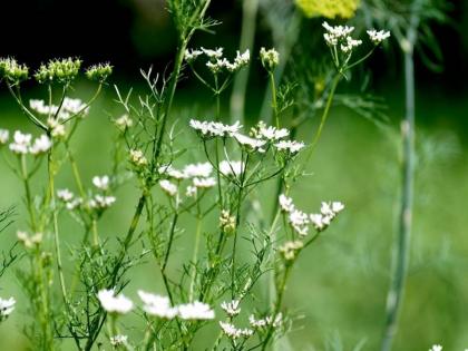 Health Tips : Health benefits coriander flowers, you should know this | कोथिंबिरीची फुलं खाण्याचे आरोग्यदायक फायदे, वाचून लगेच खाणं कराल सुरू