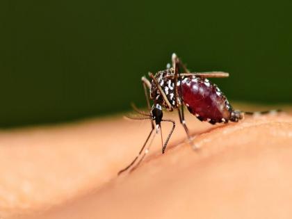 World Mosquito Day : Infections caused by mosquitoes - symptoms and treatment | पावसाळ्यात डासांमुळे होणारे संसर्ग - लक्षणे व उपचार