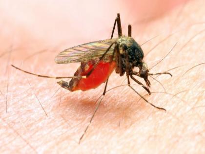 Mosquitoes prevention home remedies know how to use it | डासांमुळे हैराण झाले आहात? या नैसर्गिक उपायांनी मिळवा डासांपासून सुटका...