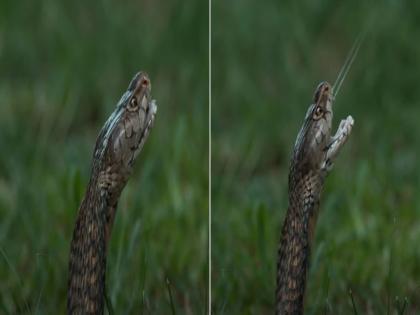 Poisonous snake attacking video of spitting venom must watch | विषारी साप असा आपल्या शिकारीचा खेळ करतो खल्लास, व्हिडीओ बघून अंगावर येईल काटा!