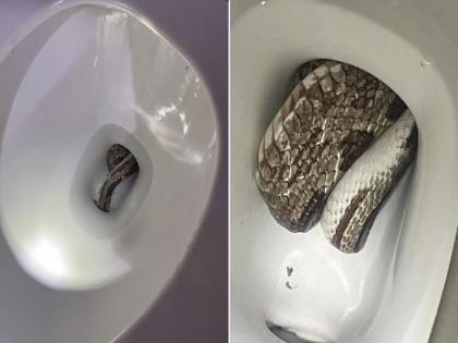 Man enter in toilet suddenly dangerous snake came out from toilet seat photos-viral | टॉयलेट सीटवर बसणार इतक्यात दिसला खतरनाक साप आणि मग...