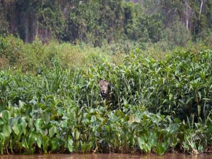 Optical illusion : Two jaguars are hidden in this picture can you find it | Optical Illusion: या फोटोत लपले आहेत दोन जग्वार, 13 सेकंदात शोधण्याचं आहे चॅलेंज